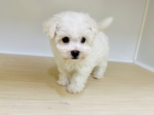 ビションフリーゼ