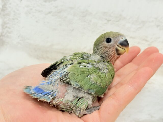 コザクラインコ（小桜インコ）