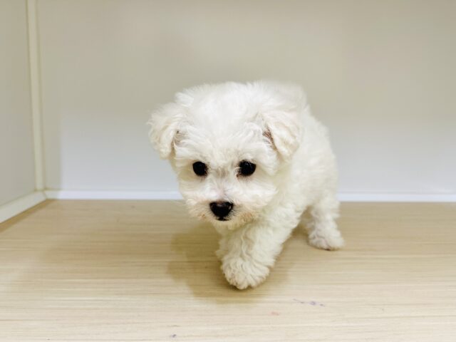 ビションフリーゼ