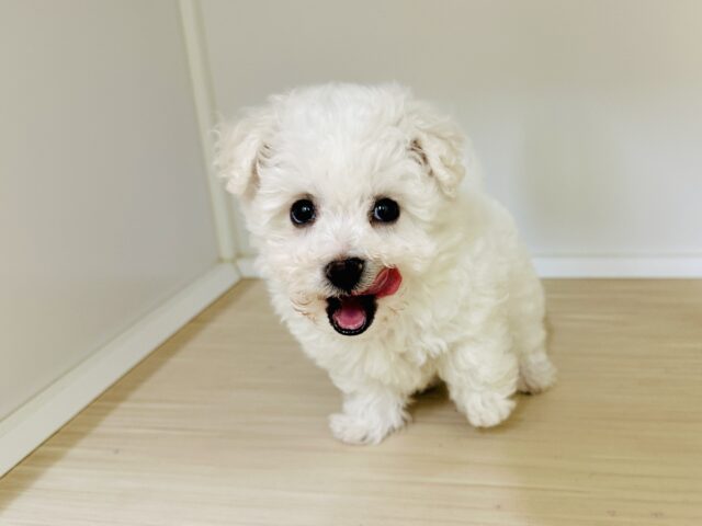 ビションフリーゼ