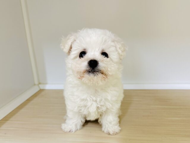 ビションフリーゼ