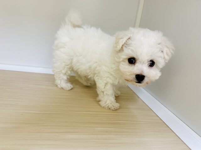 ビションフリーゼ