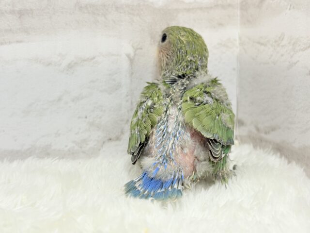 コザクラインコ（小桜インコ）