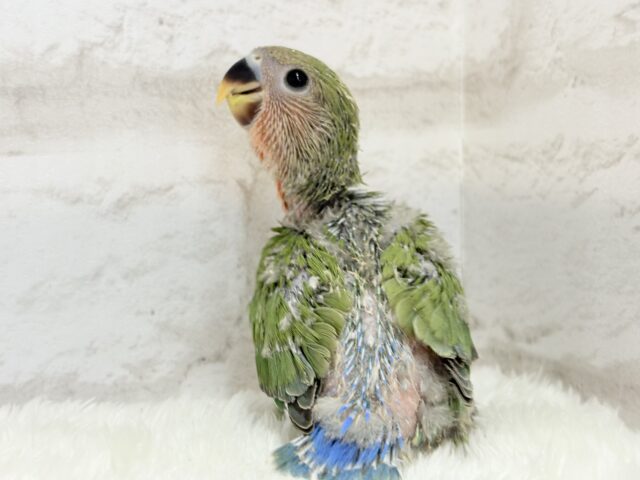 コザクラインコ（小桜インコ）