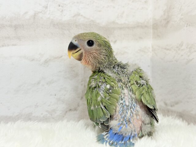 コザクラインコ（小桜インコ）