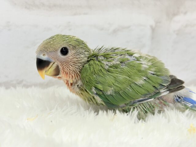 コザクラインコ（小桜インコ）