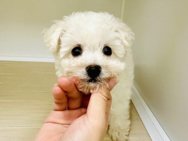 ビションフリーゼ