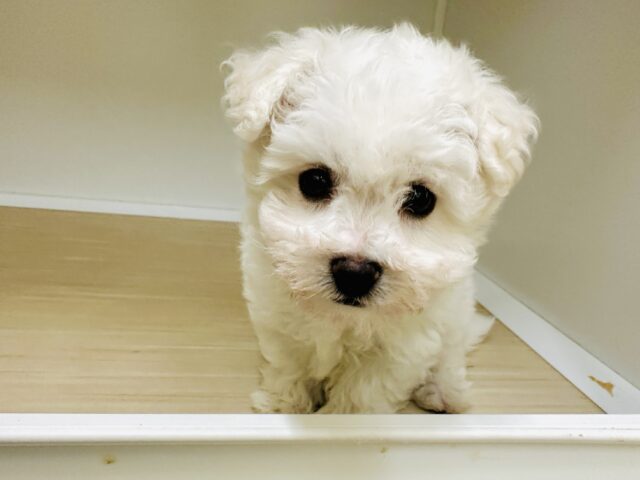 ビションフリーゼ