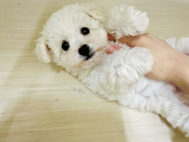 ビションフリーゼ