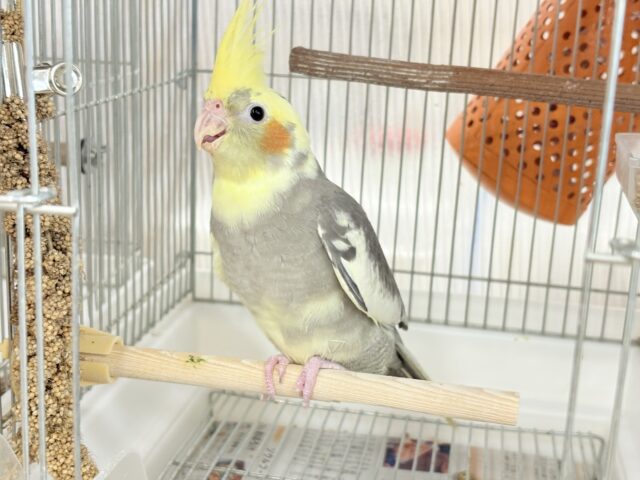 ゆっくり仲良くなろうね~♩♩オカメインコ(パイド) オカメインコ