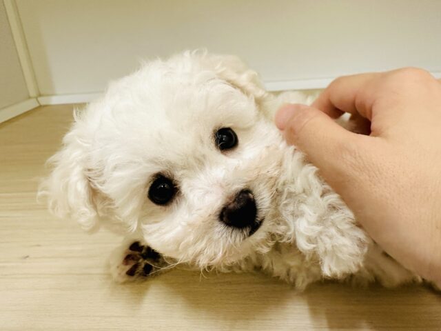 ビションフリーゼ