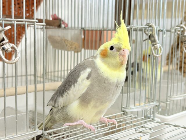 オカメインコ