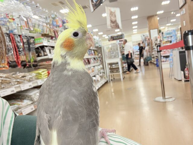 ゆっくり仲良くなろうね~♩♩オカメインコ(パイド) オカメインコ