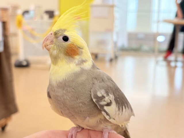 ゆっくり仲良くなろうね~♩♩オカメインコ(パイド) オカメインコ