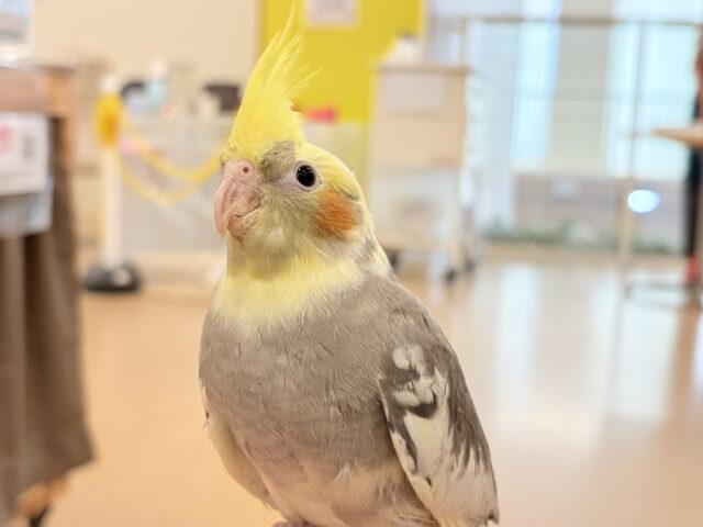 オカメインコ