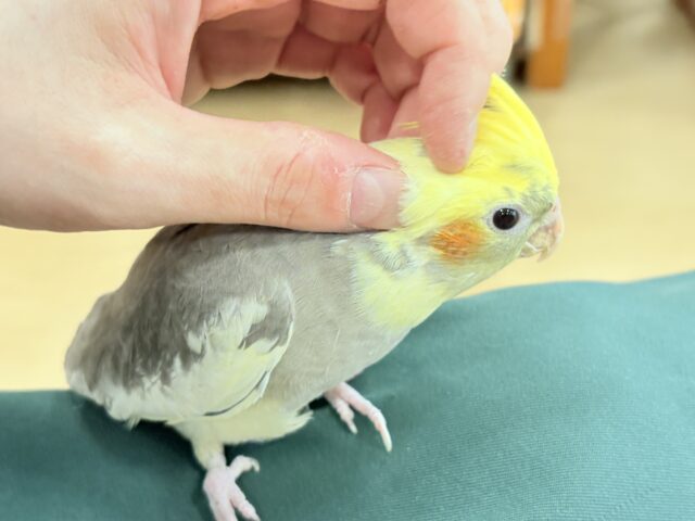 オカメインコ
