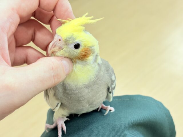 オカメインコ