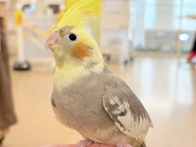 ゆっくり仲良くなろうね~♩♩オカメインコ(パイド) ゆっくり仲良くなろうね~♩♩オカメインコ(パイド)