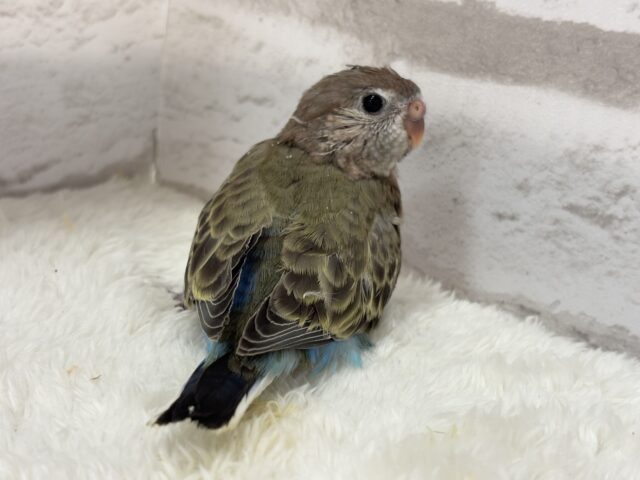 アキクサインコ（秋草インコ）