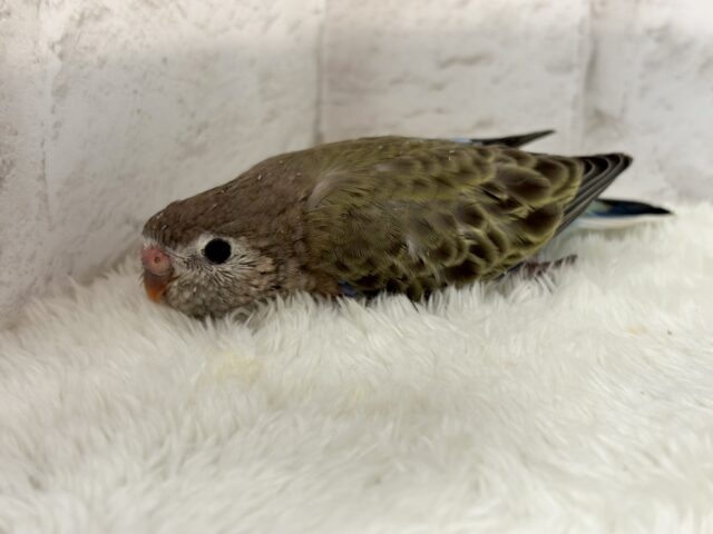 アキクサインコ（秋草インコ）