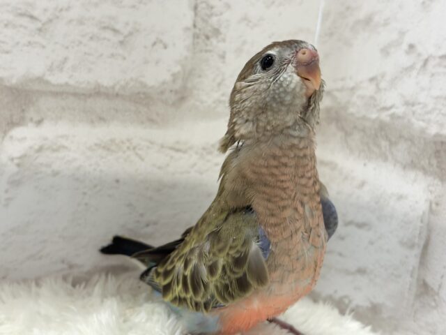 アキクサインコ（秋草インコ）