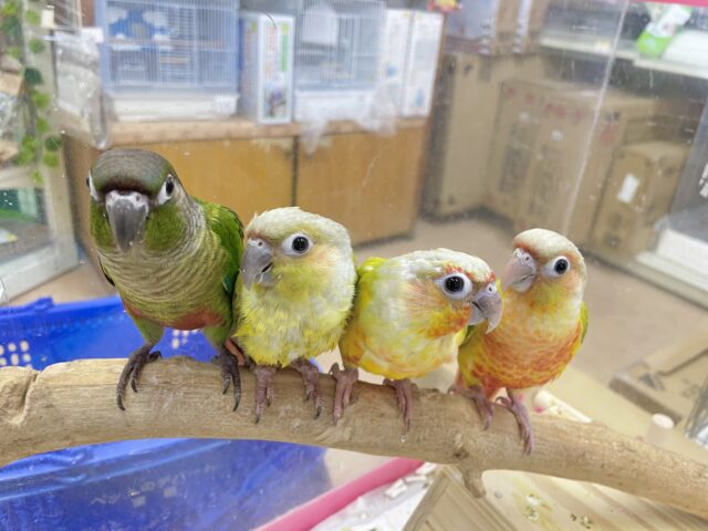 ウロコフェア第二弾✨🎉🥳開催中 説明画像です