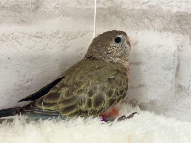 アキクサインコ（秋草インコ）