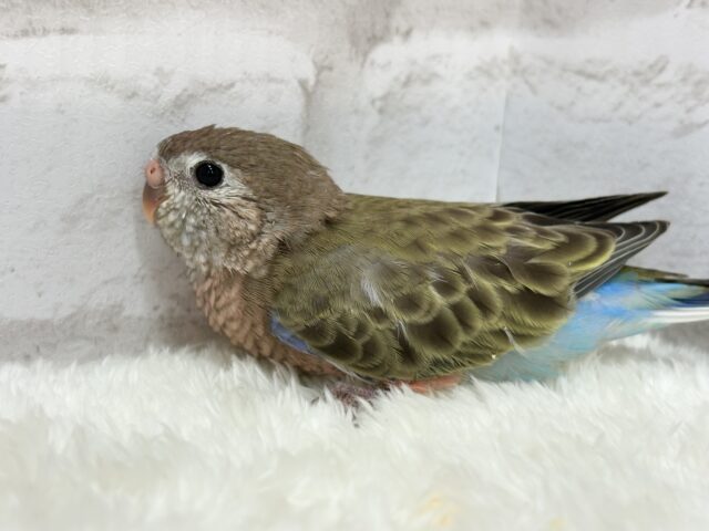 アキクサインコ（秋草インコ）