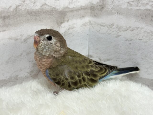 アキクサインコ（秋草インコ）