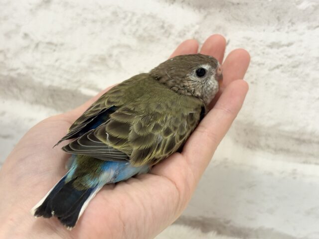 アキクサインコ（秋草インコ）