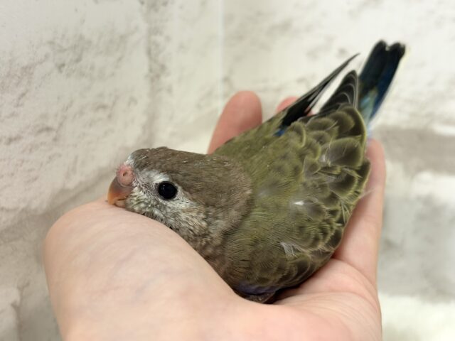 アキクサインコ（秋草インコ）