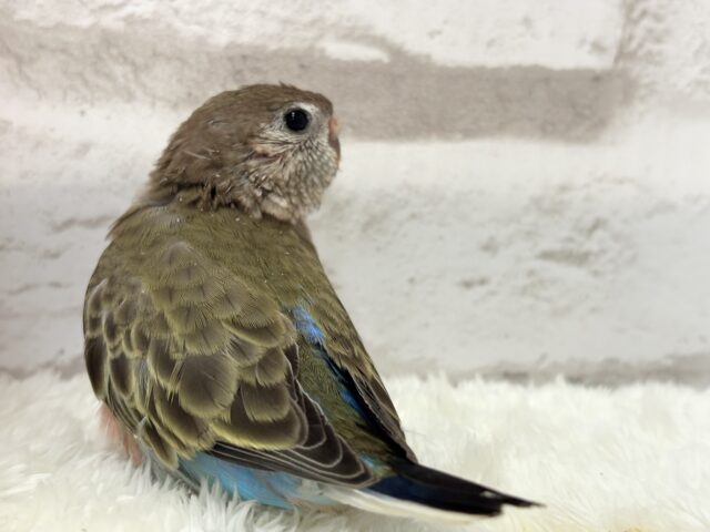 アキクサインコ（秋草インコ）