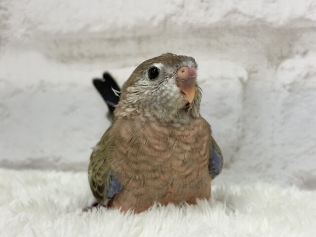 アキクサインコ（秋草インコ）