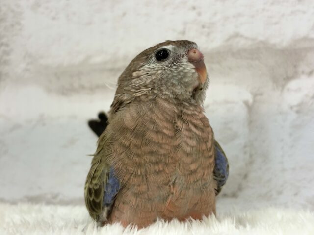 アキクサインコ（秋草インコ）