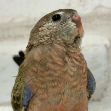 羽模様の美しさはピカイチ🪶✨アキクサインコ(ノーマル) ヒナ