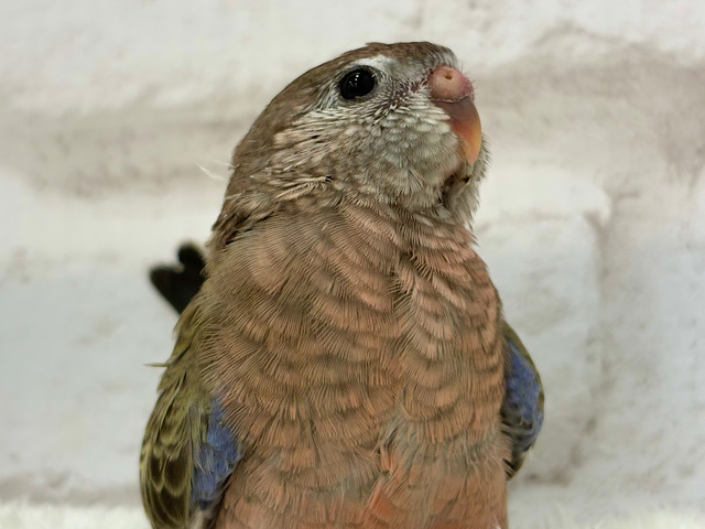 羽模様の美しさはピカイチ🪶✨アキクサインコ(ノーマル) ヒナ