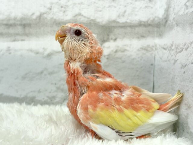アキクサインコ（秋草インコ）