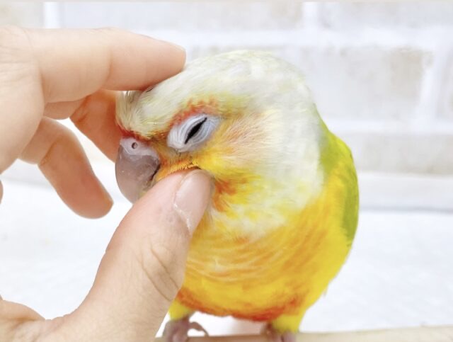 ウロコフェア第二弾✨🎉🥳開催中 説明画像です