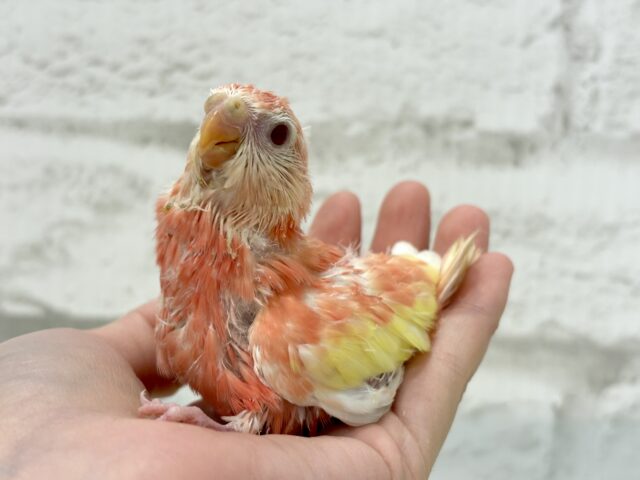 アキクサインコ（秋草インコ）