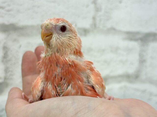 アキクサインコ（秋草インコ）