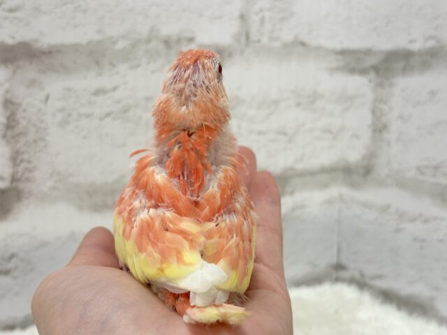 アキクサインコ（秋草インコ）