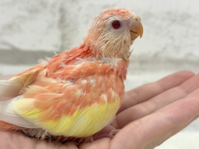 アキクサインコ（秋草インコ）