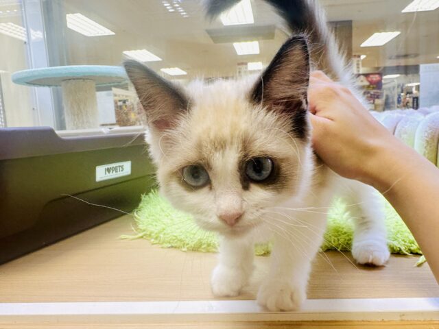 甘々✩࿐⋆*ラグドール女の子 ラグドール