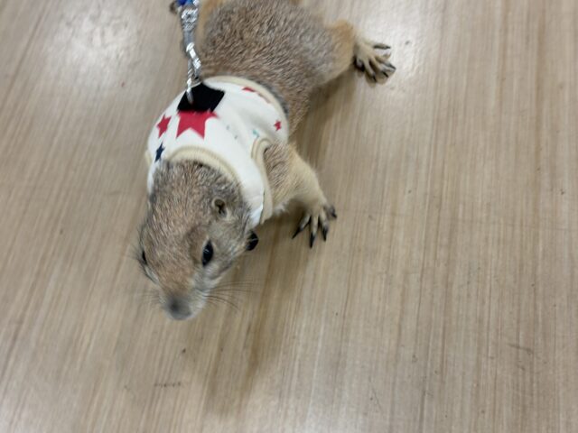 プレーリードッグ