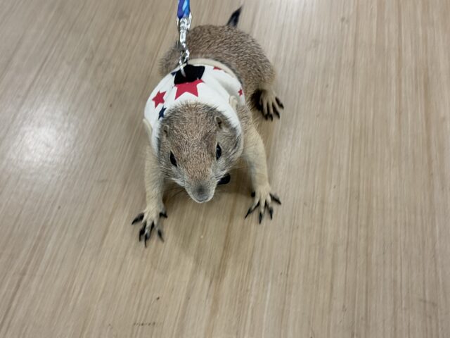 プレーリードッグ