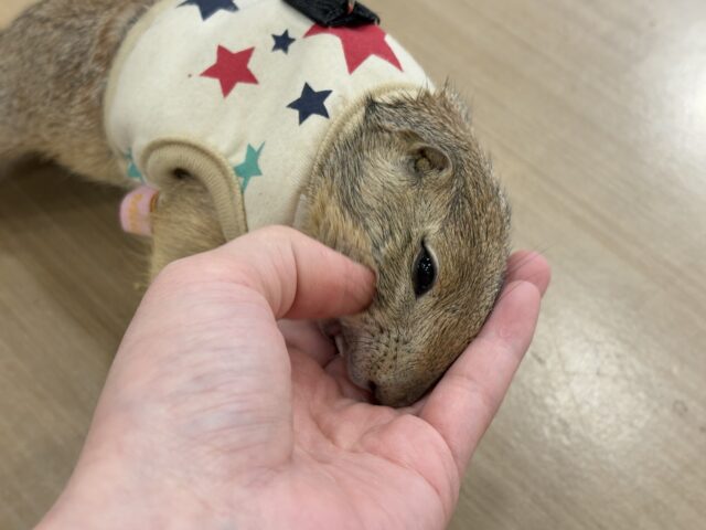 プレーリードッグ