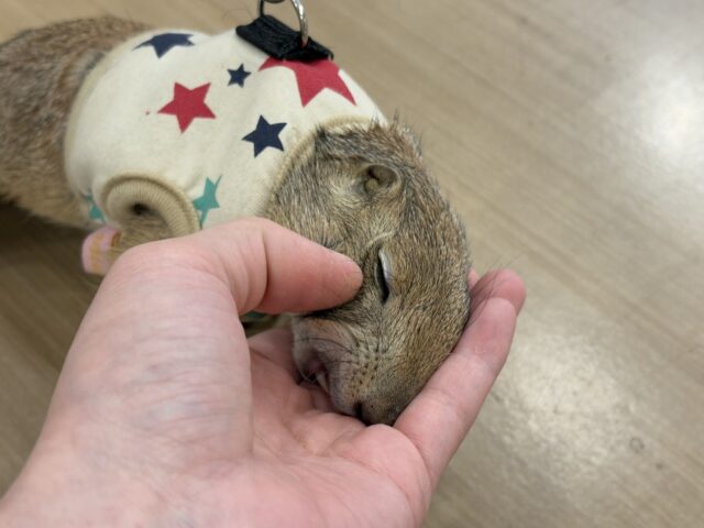 プレーリードッグ