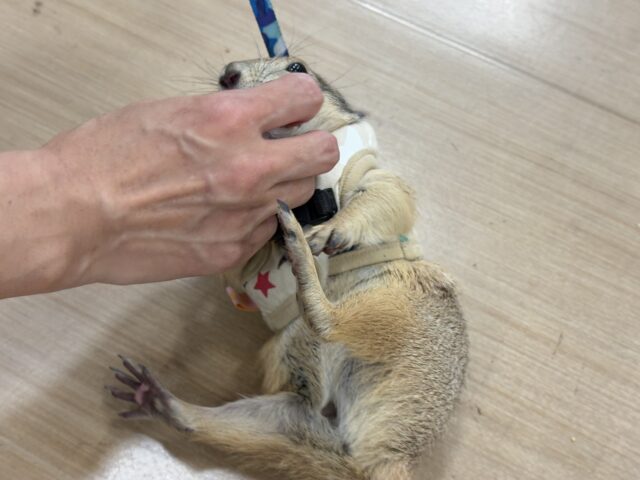 プレーリードッグ