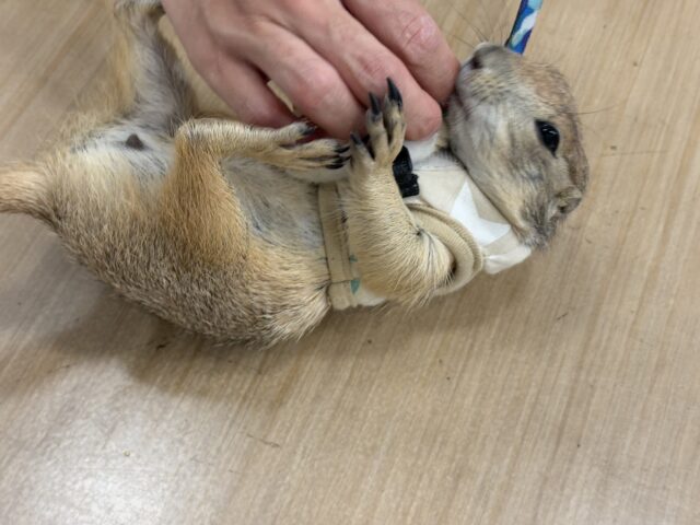 プレーリードッグ