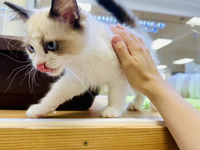 甘々✩࿐⋆*ラグドール女の子 ラグドール